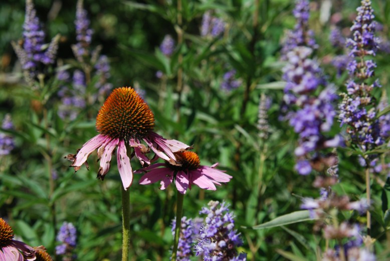 in the garden at mary pat palmer's philo school of herbal energetics.