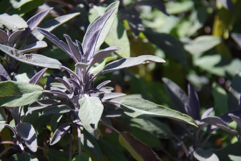 delicious purple sage.