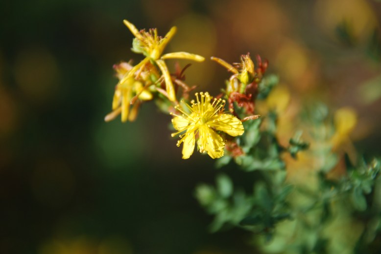 st john's wort.